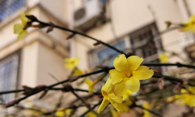 冬天中的绚丽花朵（百花齐放）