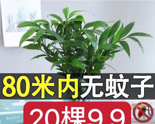 室内驱蚊植物（探索哪种室内驱蚊植物最有效）