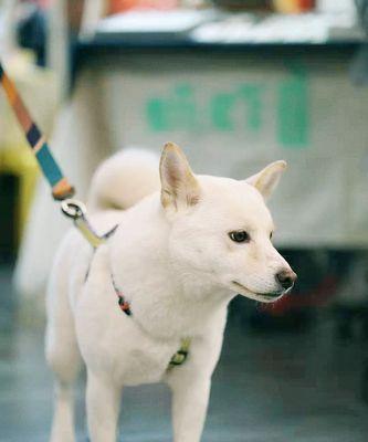 柴犬和秋田犬的区别（深入比较两种犬种的特点和历史背景）