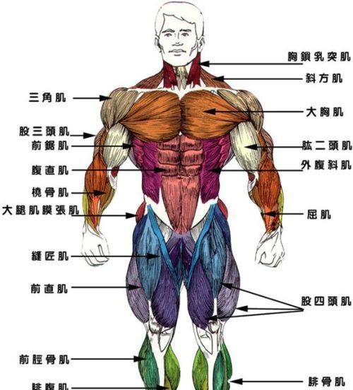 解决腹肌左右不对称的方法（一分钟教你纠正腹肌不对称问题）