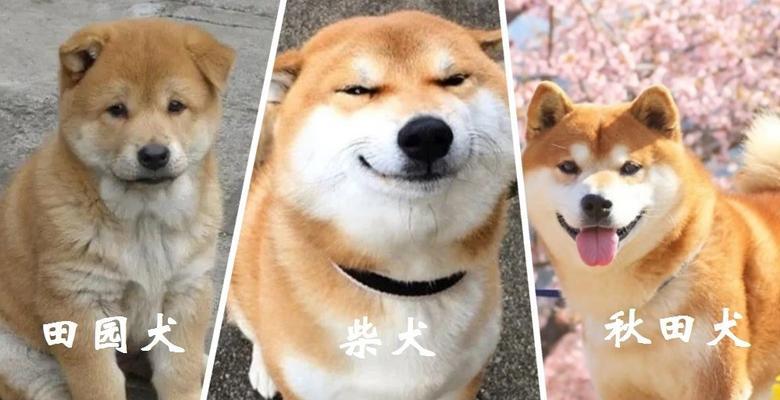 柴犬与秋田犬（揭秘日本两大犬种的特点与特色）