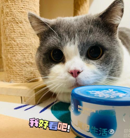 冬天猫不爱喝水怎么办（解决冬季猫咪饮水问题的实用方法）