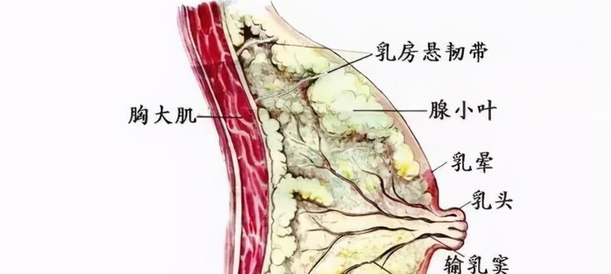 如何解决年纪大了乳房下垂松软的问题（保持坚挺健美的关键方法与技巧）