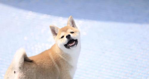 柴犬和秋田犬的区别（探索两种日本犬种的特点和差异）