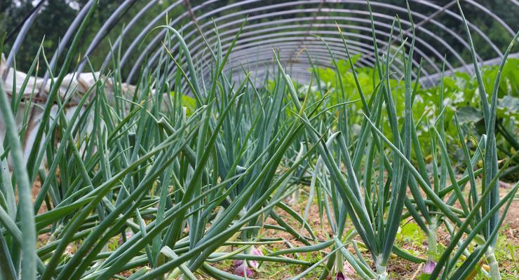 花盆里的洋葱种植技巧（以花盆为基地）